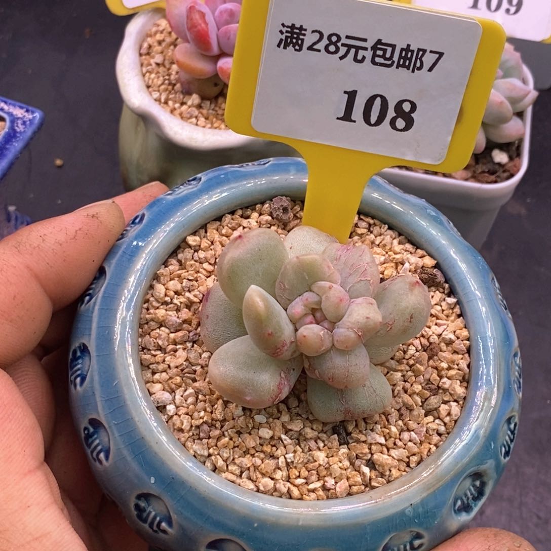 7108红恋石化拉丝锦……