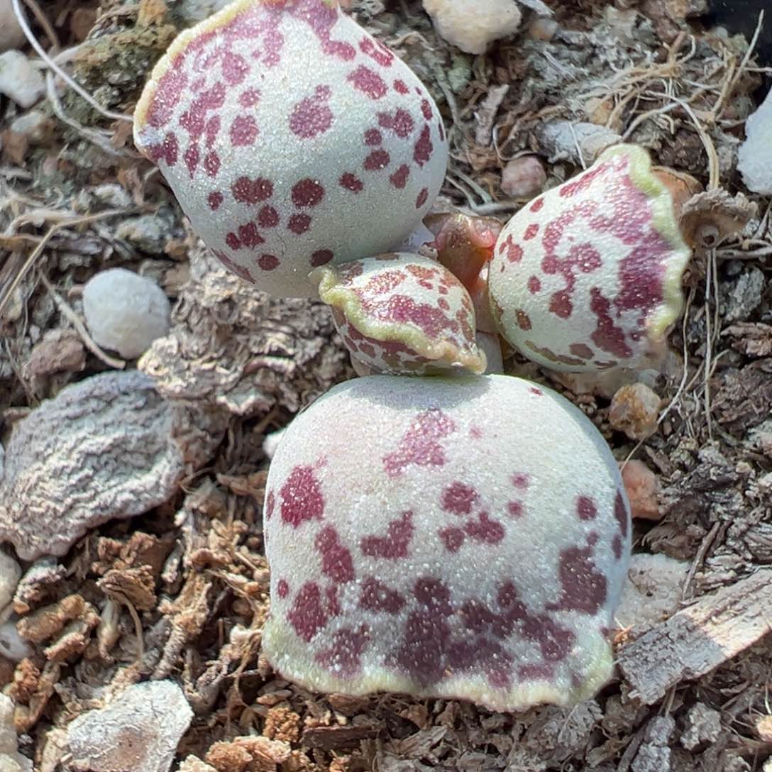 达摩海豹多肉植物水泡