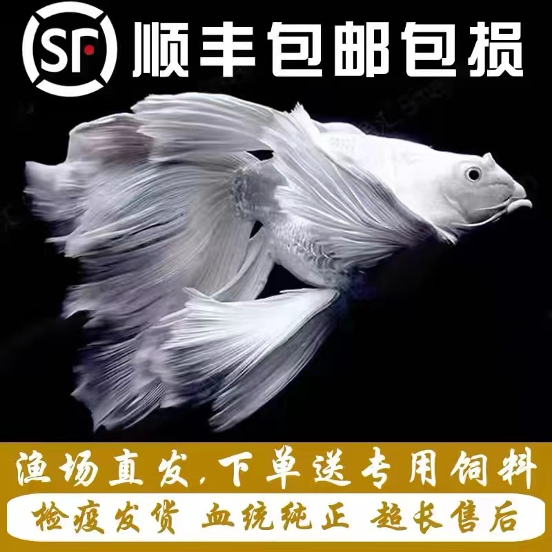 正宗台系蝴蝶鲤白短球狮子头好养耐活