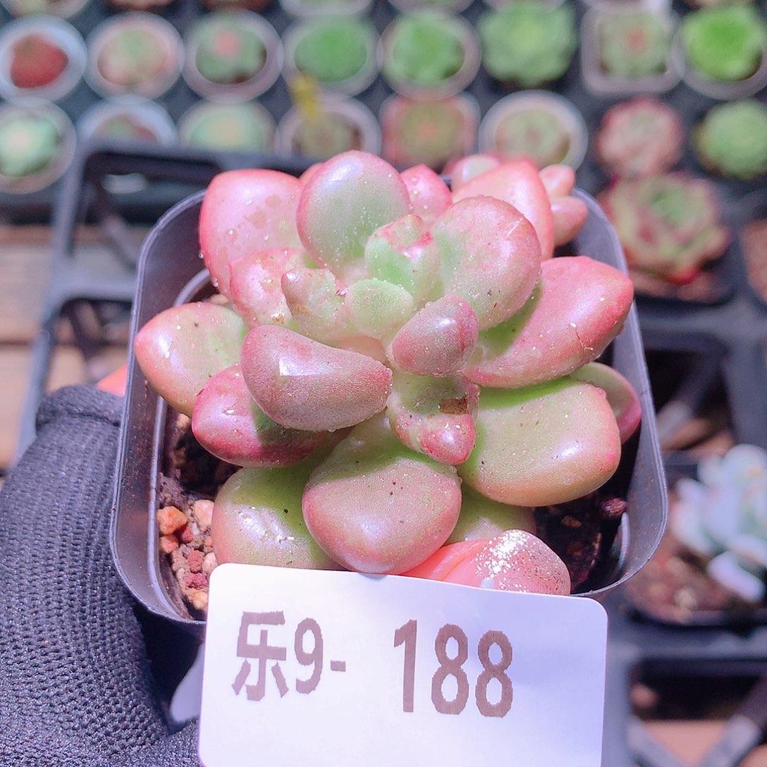 乐然9-188 先锋派 