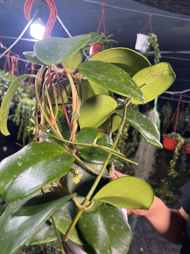 菁叹球兰爬藤攀援