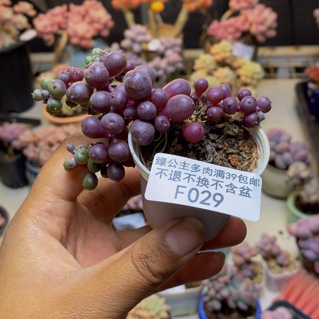 029紫泡泡多肉6c m