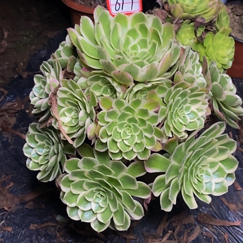 孔雀翎老桩哦哈捧花616号