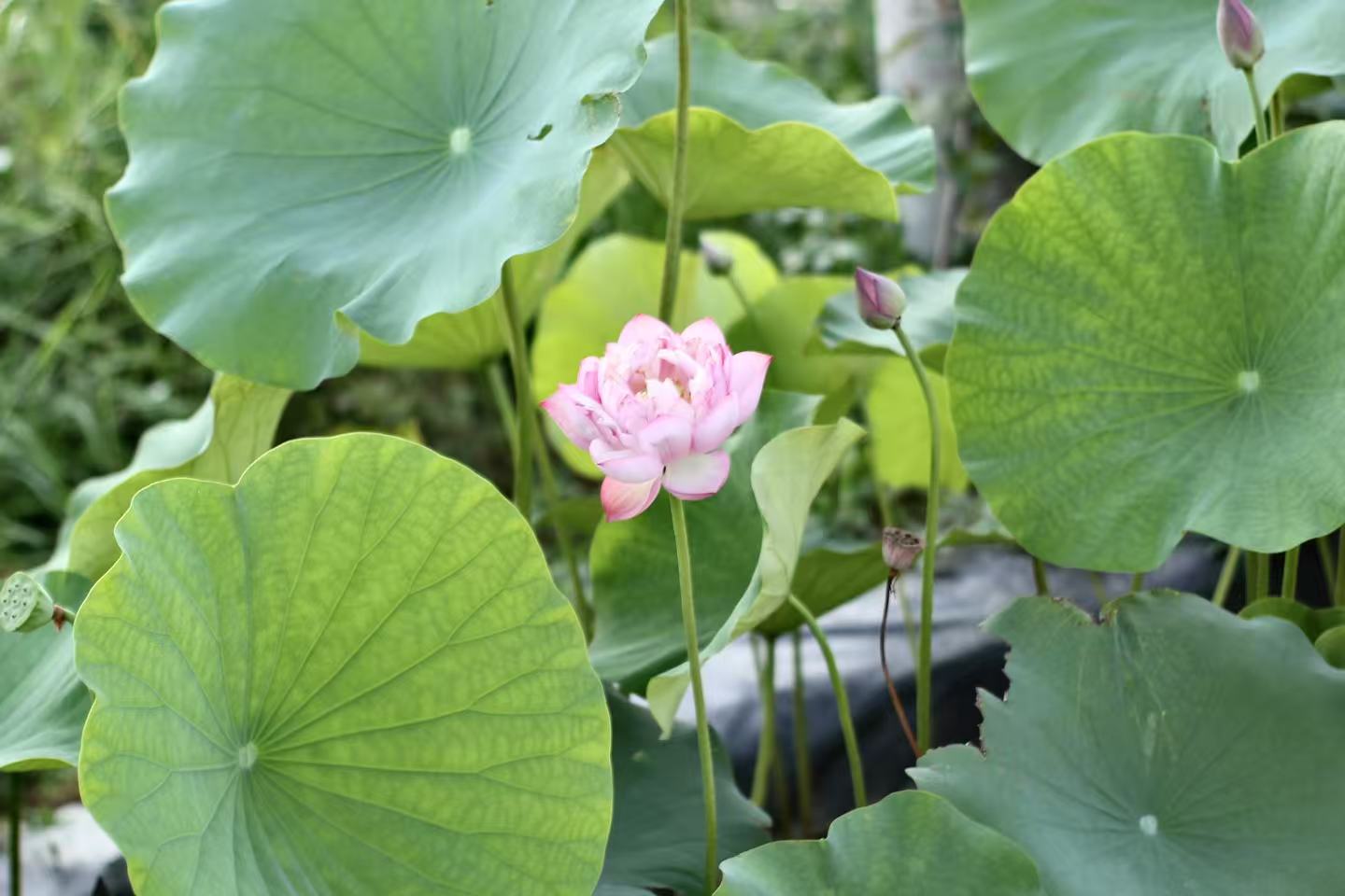 隆尧特产泽畔贡藕大白莲小白莲