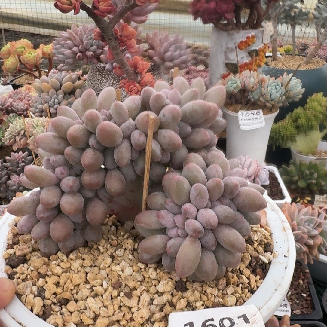 福***?1601 卉卉精品多肉 非偏远地区满28元包的