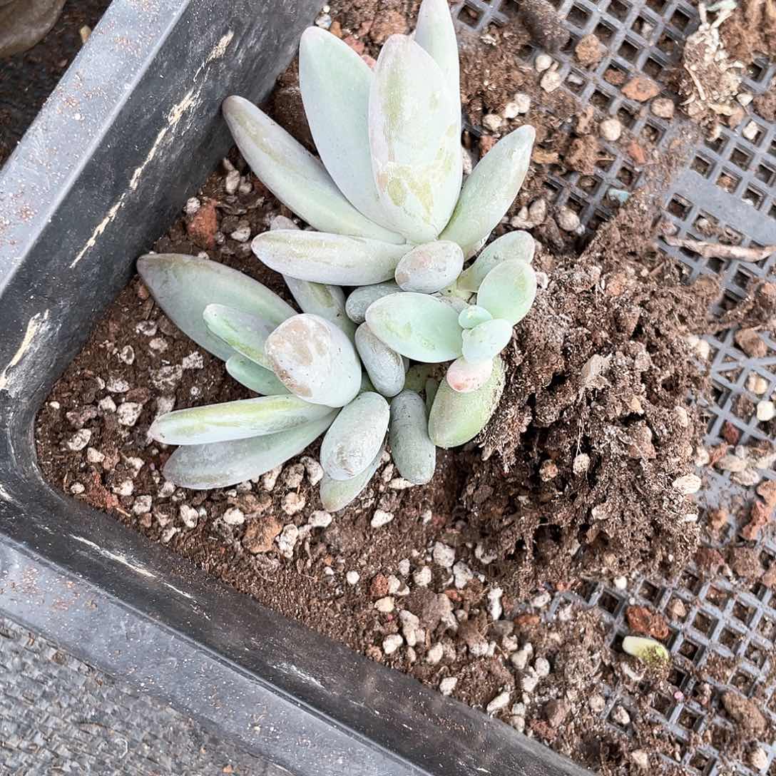 企鹅三头多肉植物