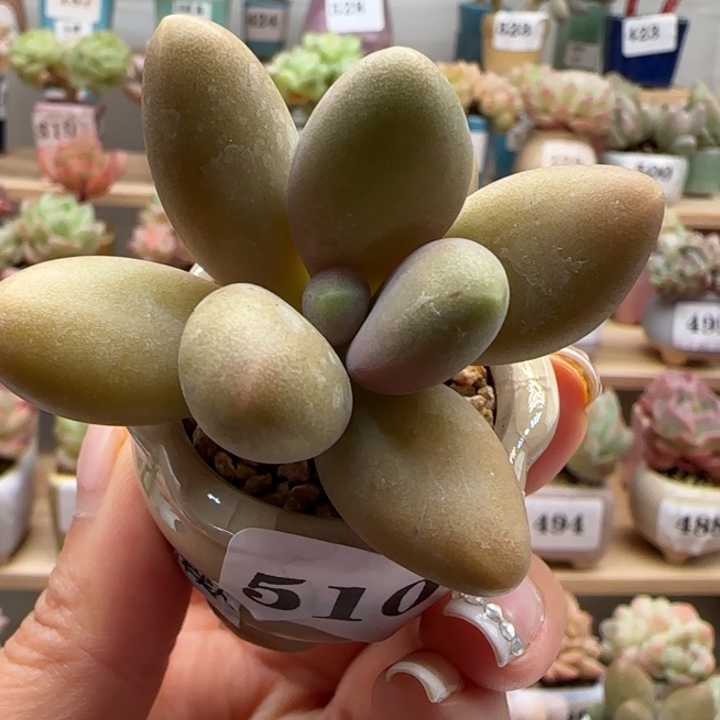 510糖果美人满38包邮（除新疆 西藏 内蒙） 