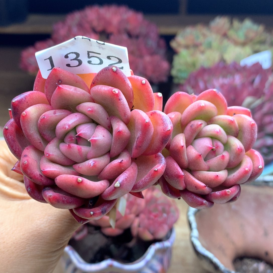 过*人1352杂交多肉植物基地