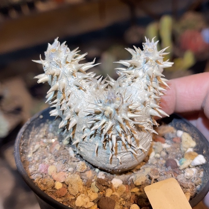 满38包邮2天凑单，脱土晾根发货多肉植物惠比大黑