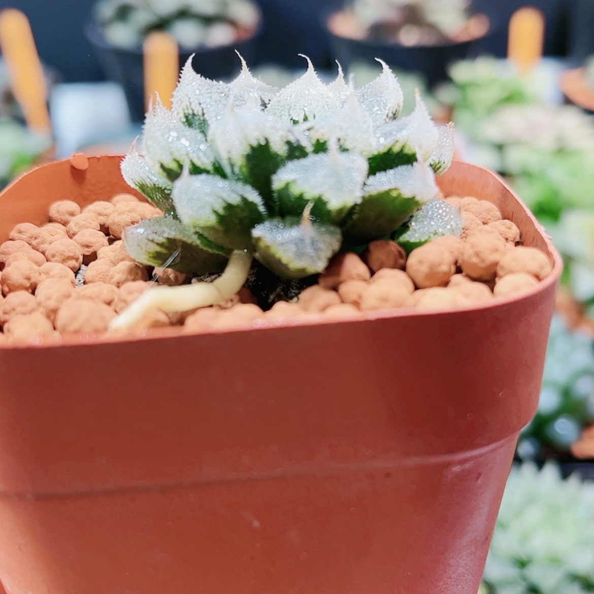 【闪购商品】全窗白帝城