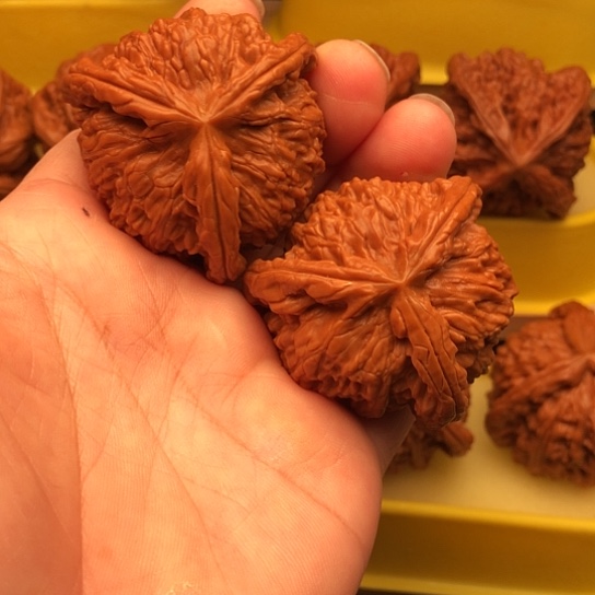 龙***魂核桃核桃核桃核桃咯，段