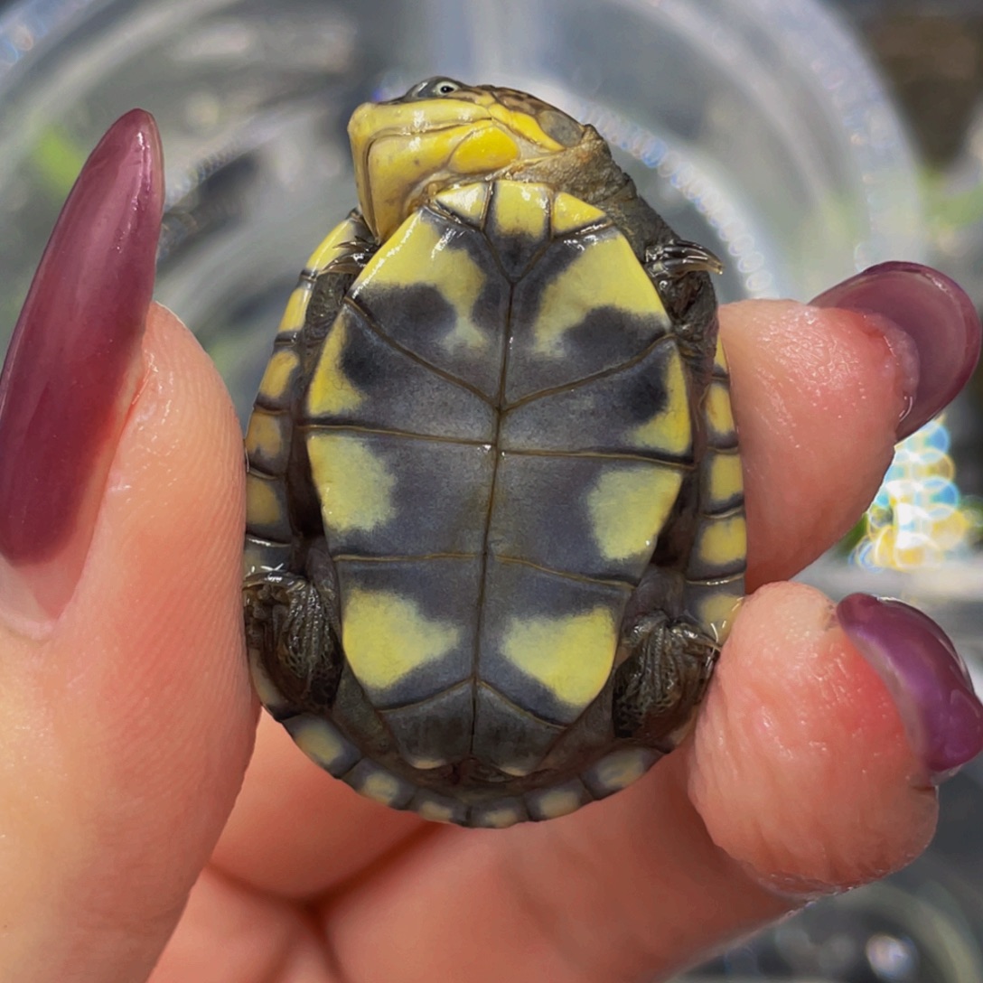 蛋龟母不分公母5556