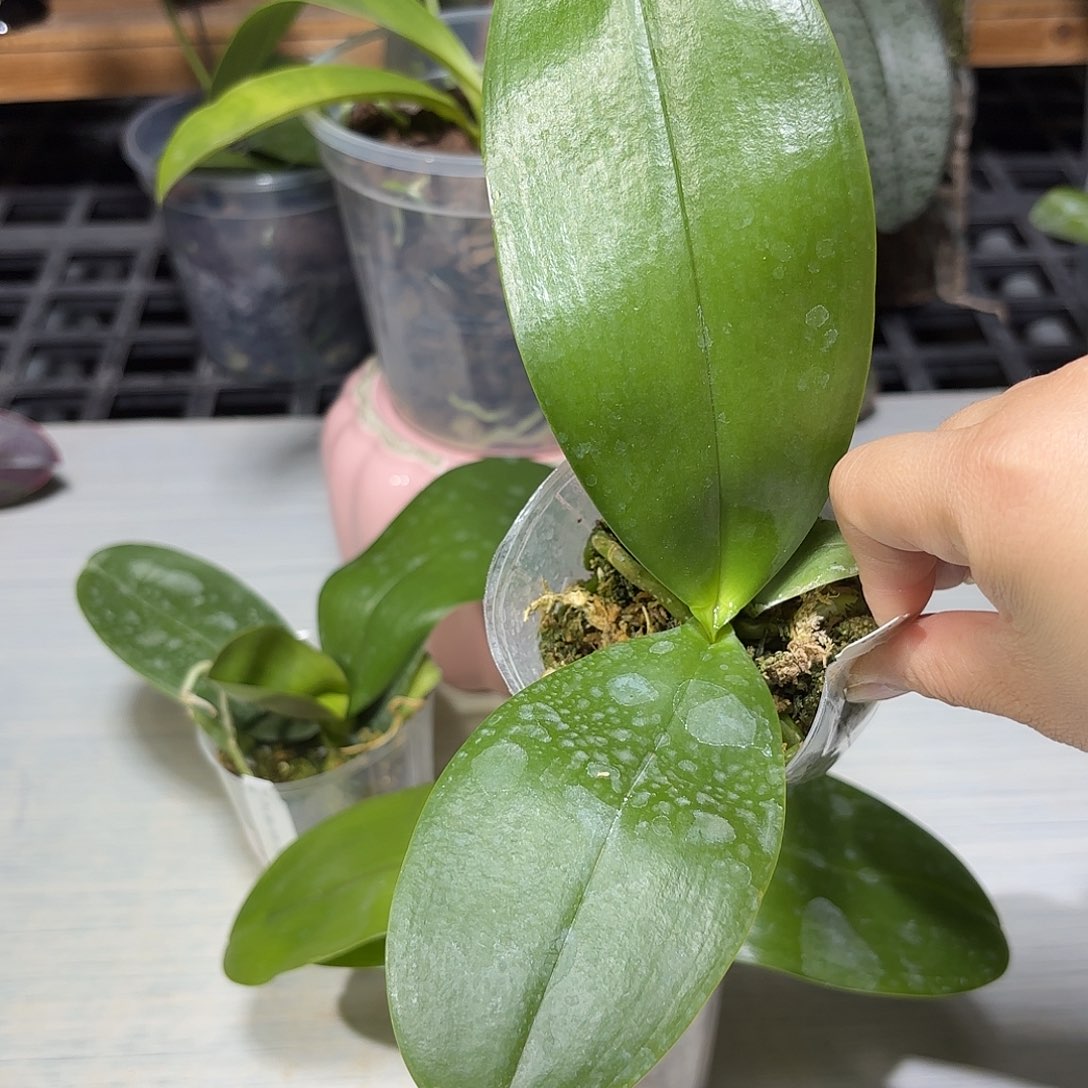 胖****当前无花栽培后可以开花弥陀黑虎