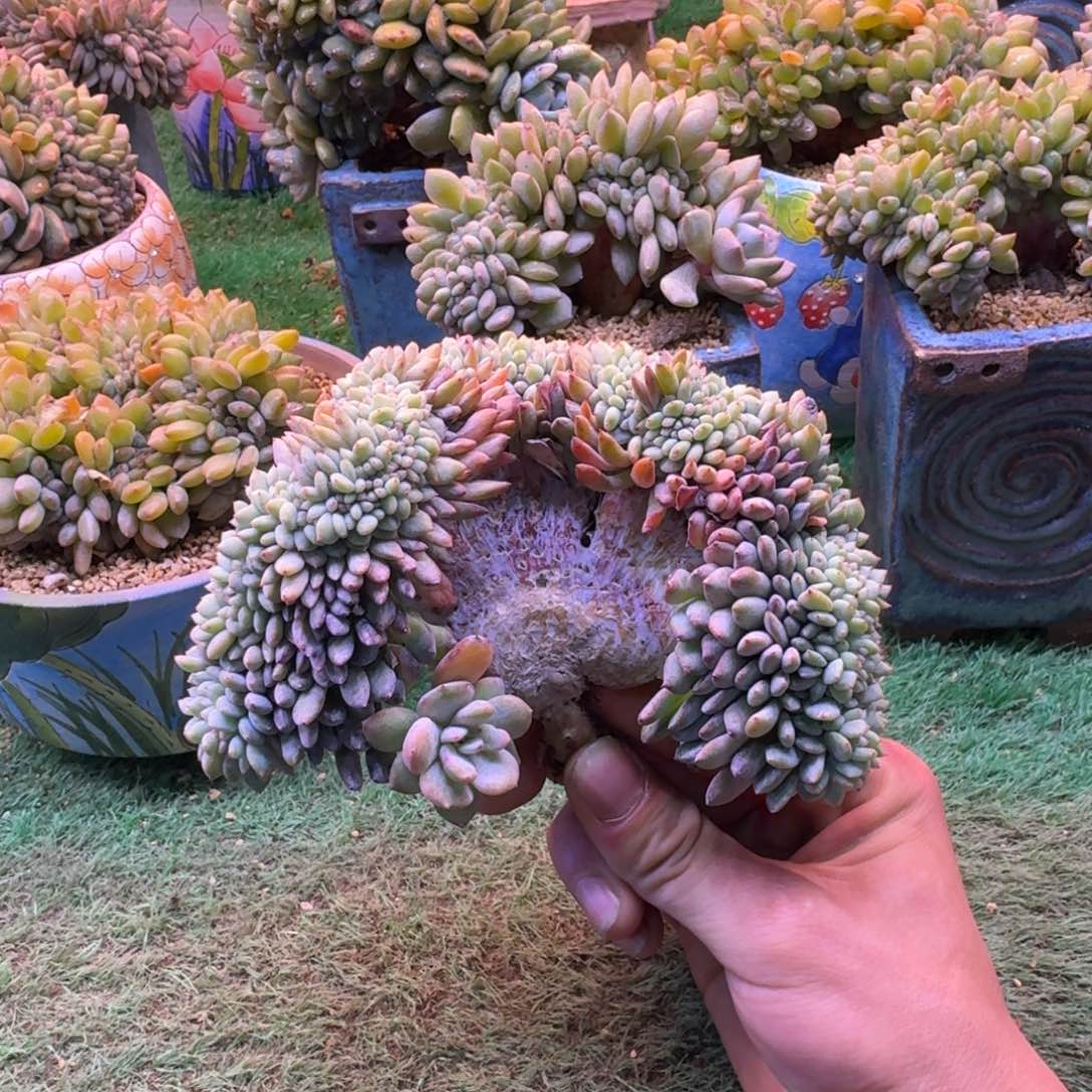 星影树缀无砍多肉