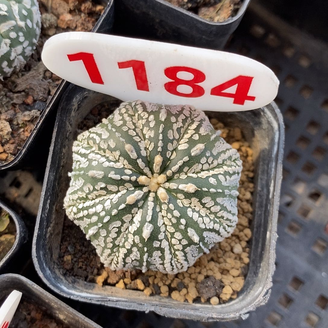 1184连线海星特价福利