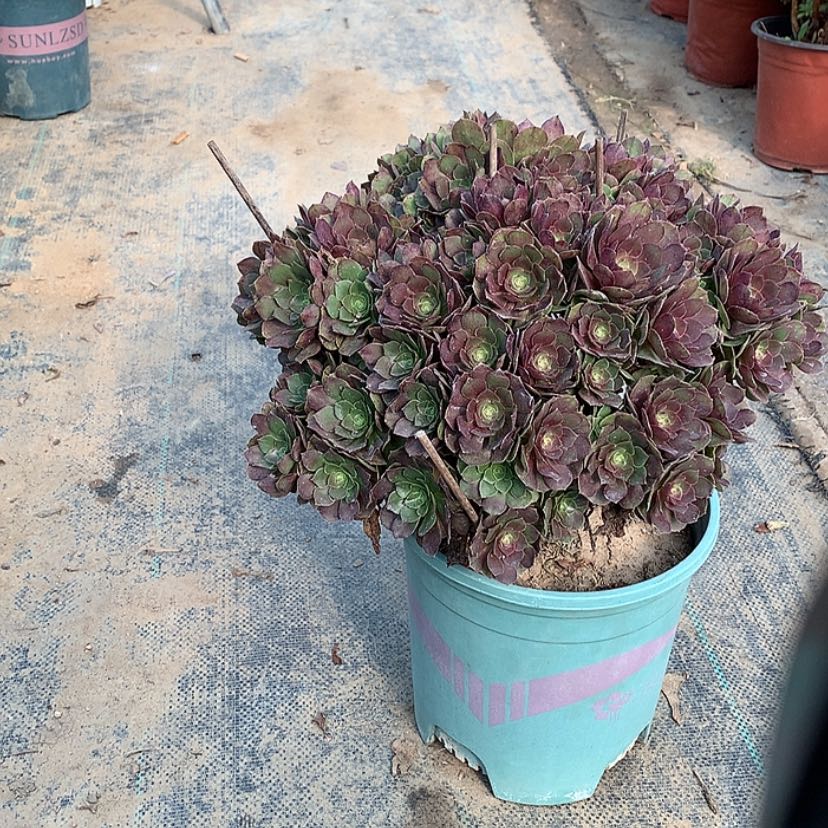 【闪购商品】41万圣节多肉