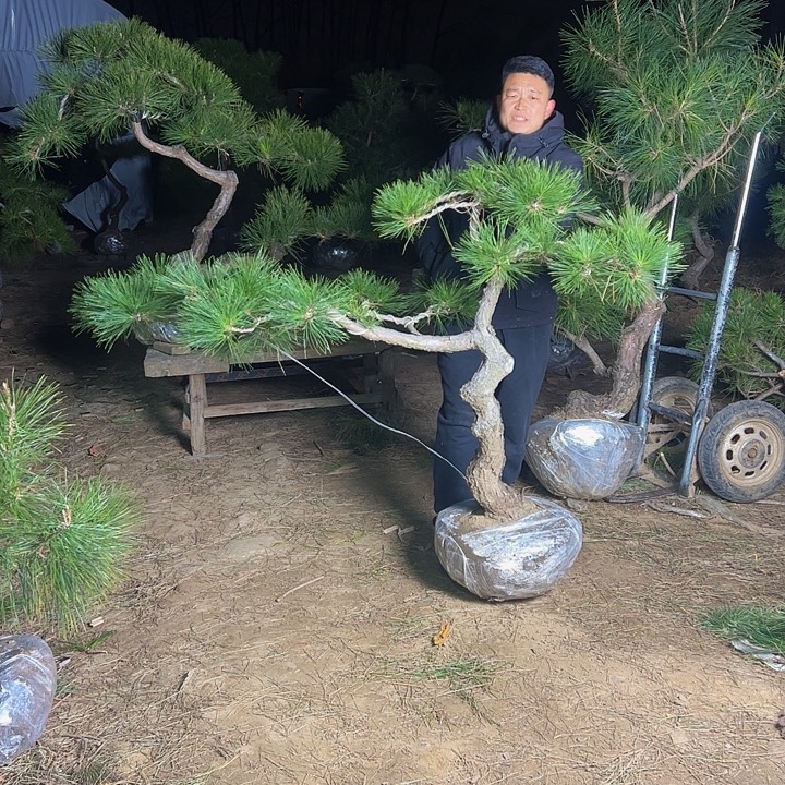 环岛园林黑松直播