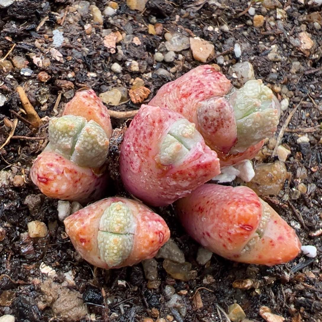 3.5好看的多肉脱土发货871