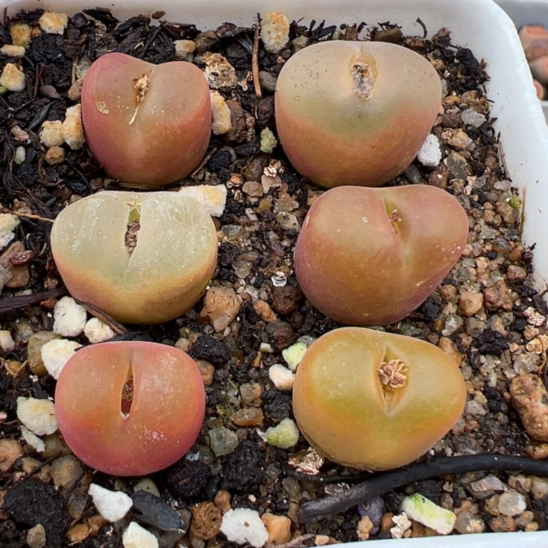 1.20好看的多肉628