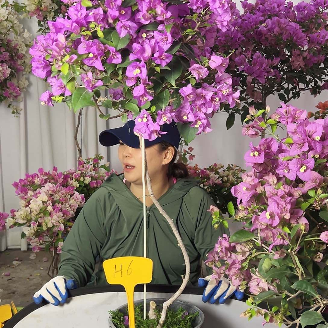 小***养大部分花苞少量开放H6巴西紫