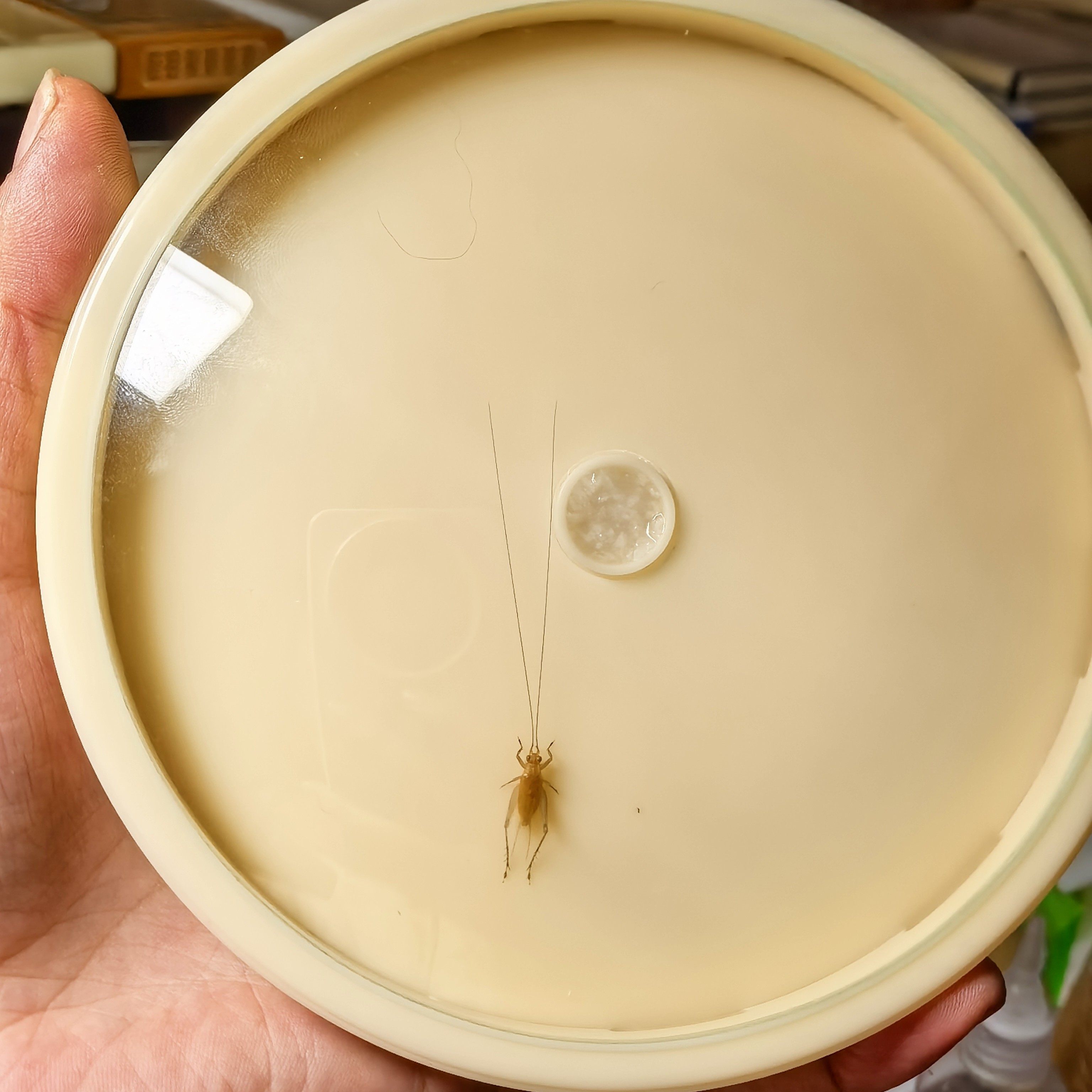 曹旭升 十三公分 黄蛉大万体