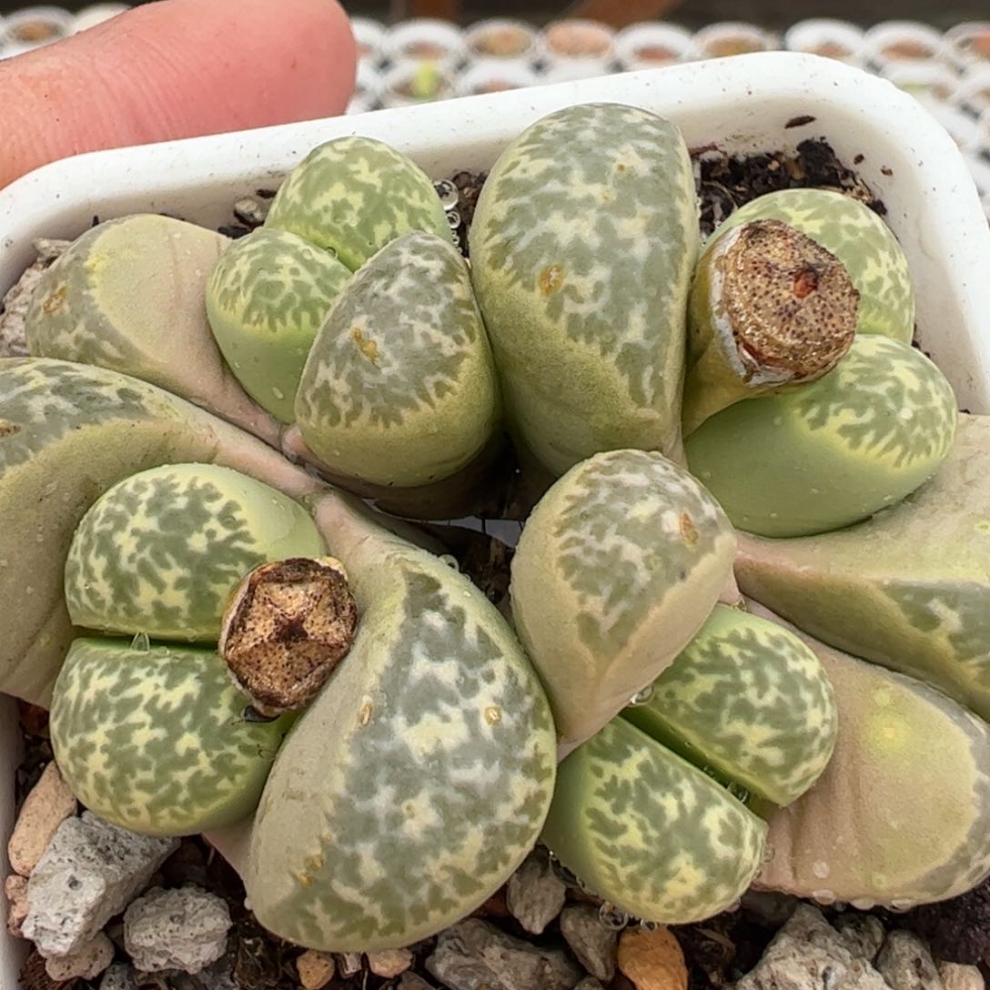 333多肉植物百科