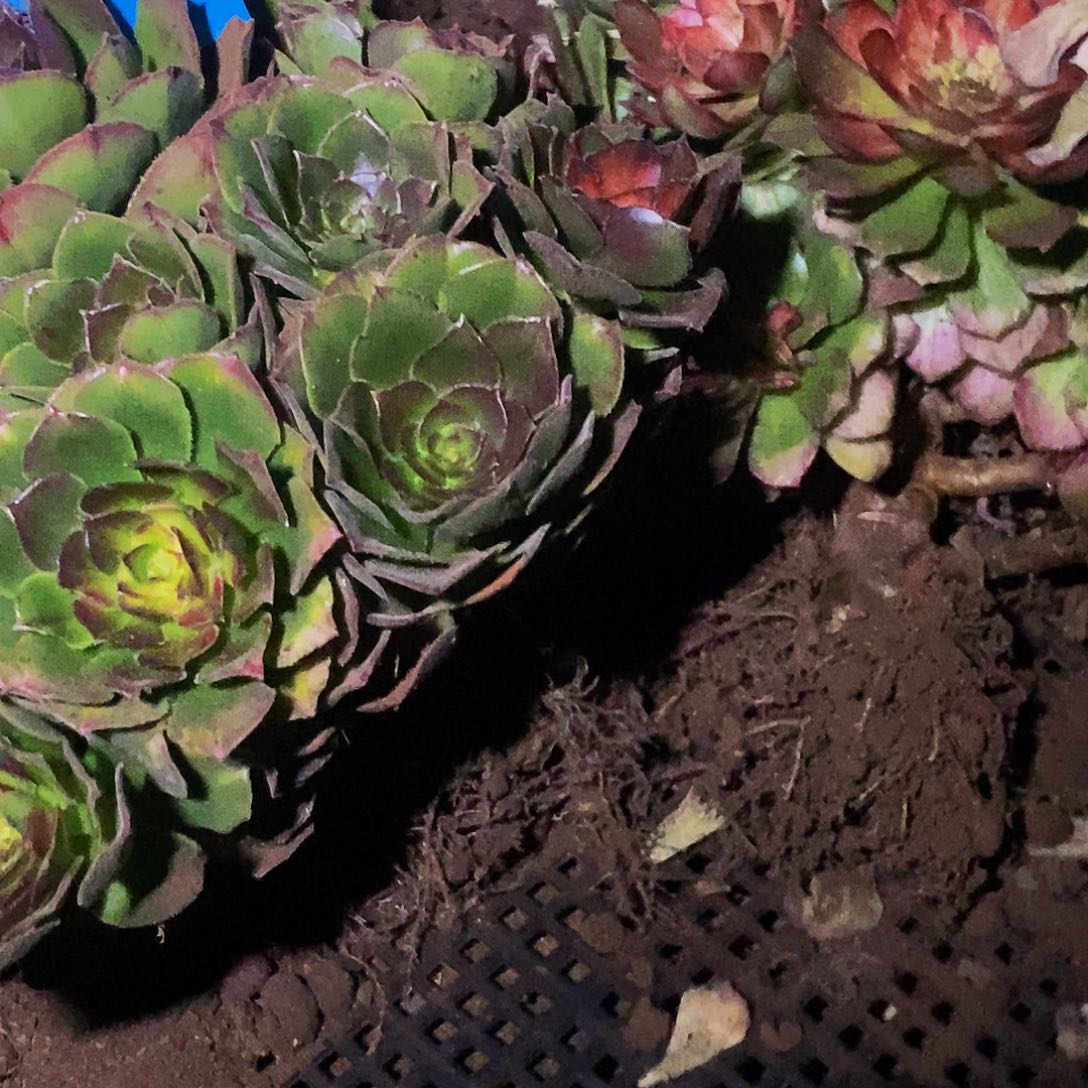 上古园艺多肉法师125