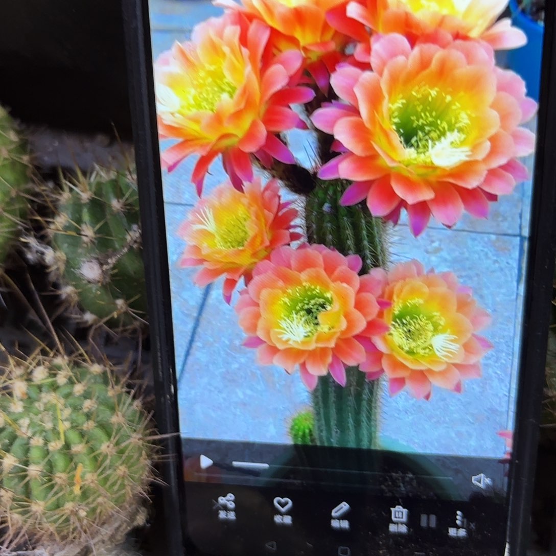 杏光辉毛侧牙20包邮55