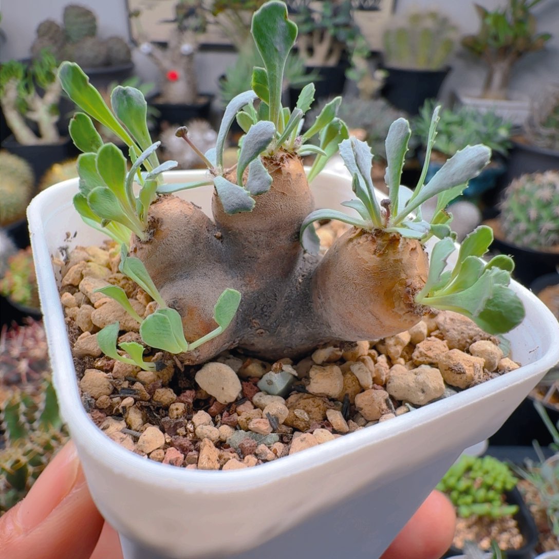 522多头黑皮格加带盆发货