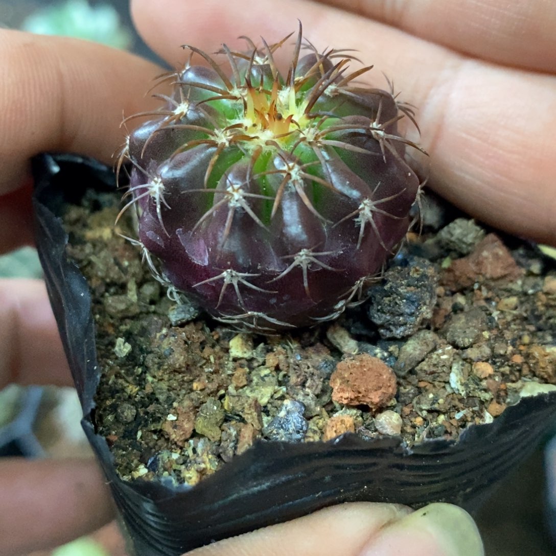 孤品实生紫皮圆盘玉3cm