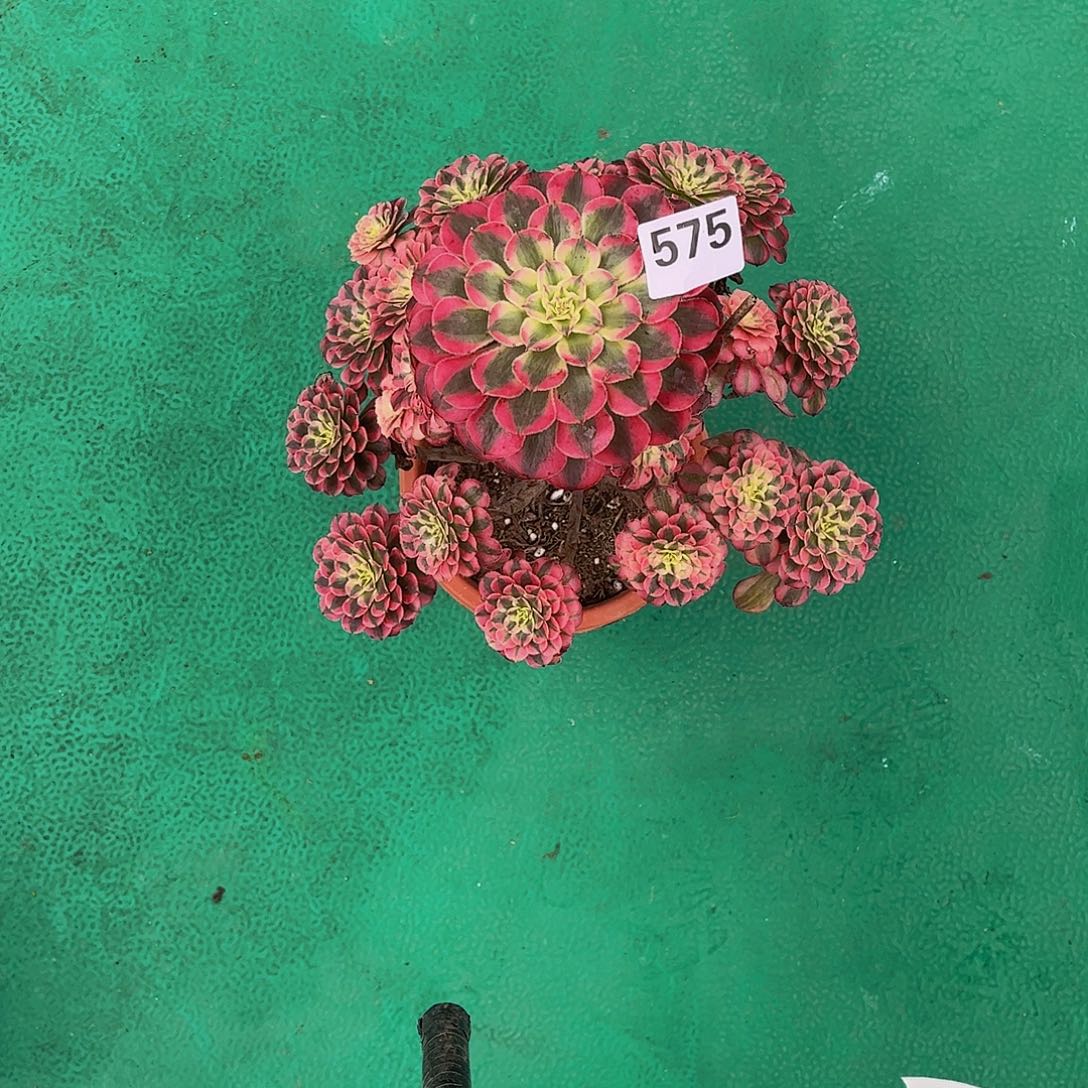 芒***味多肉红铜白000000575