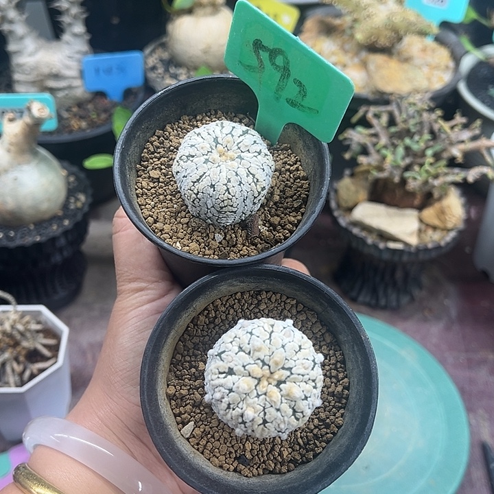 两颗浓白兜多肉植物