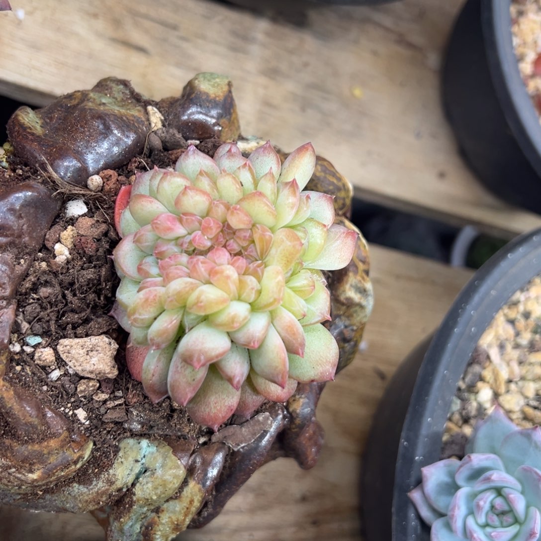 冰魄缀化 夏鸣园艺