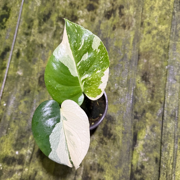 精品洒金，一物一拍，不包后期锦化，轻微叶损不包售后