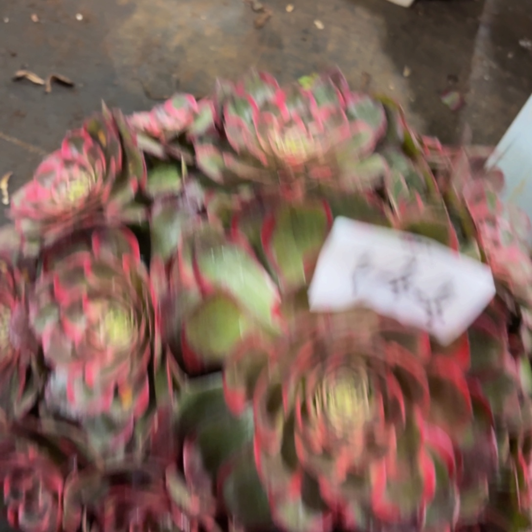 哈哈多肉葡萄福利144