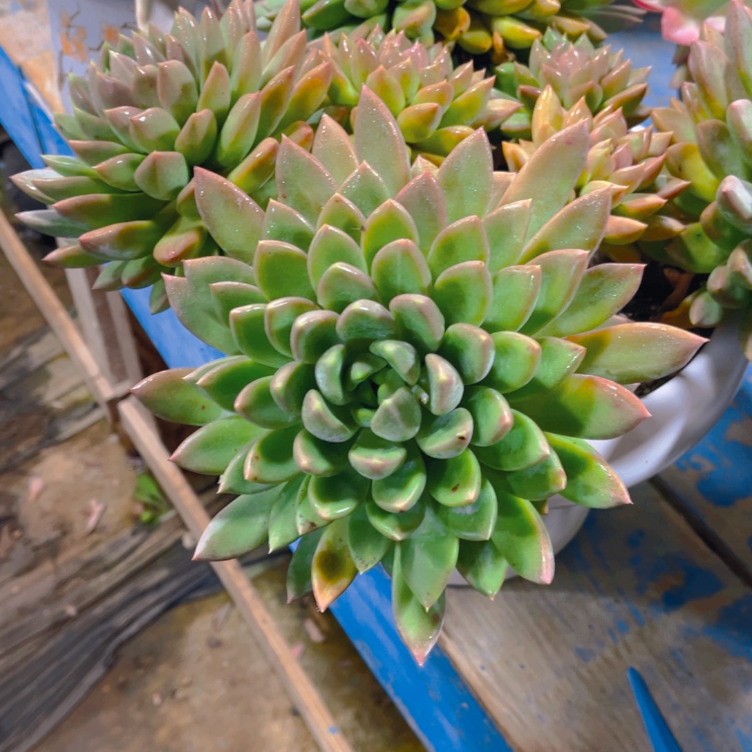 @***风多肉植物保护研究所所长一