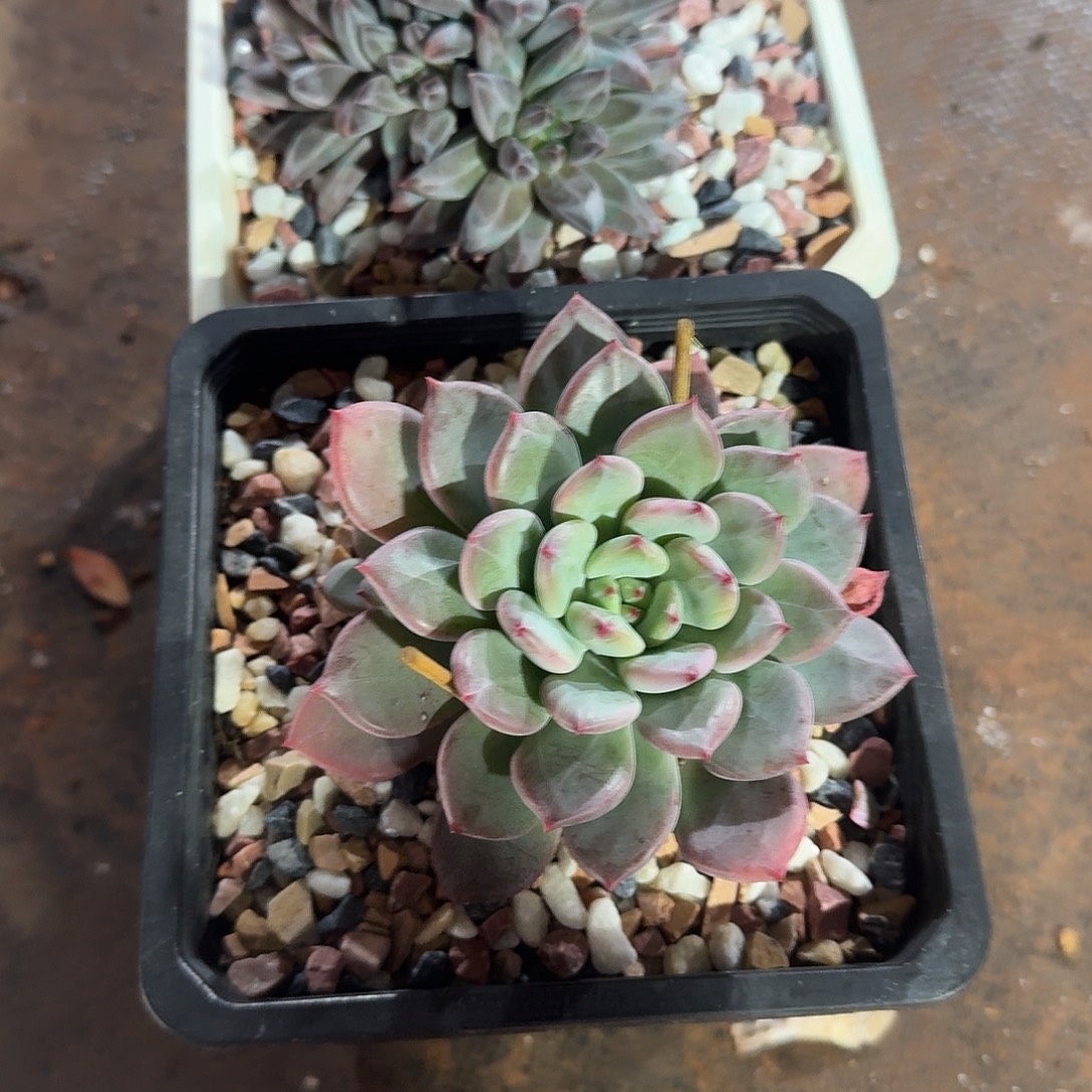 美肉两颗福利炸炸