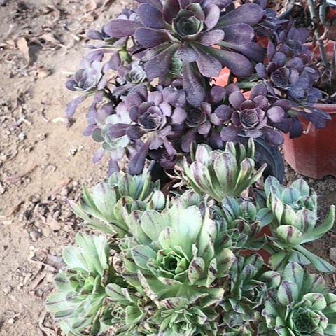 2棵玫瑰玫瑰玫瑰玫瑰