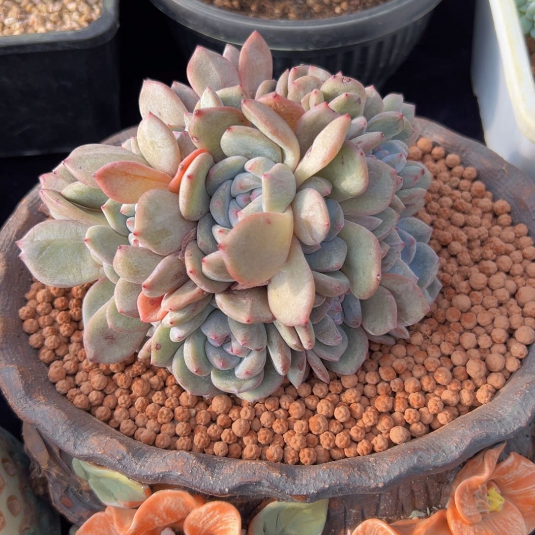 新年快乐 新年快乐