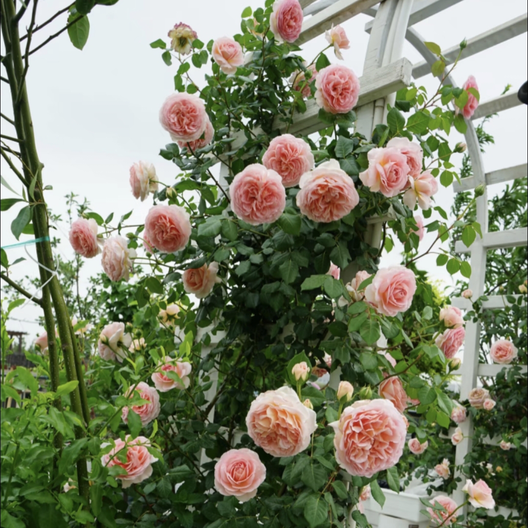 【亚伯拉罕 独颗】爬藤型浓香耐热好养护抗病性强花卉绿植盆栽月季