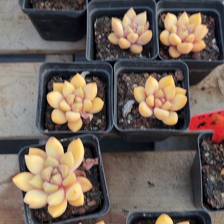 团  037    单头   金黄象牙