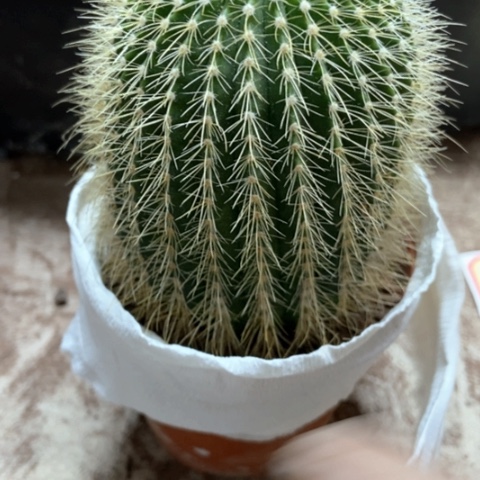 金冠仙人球5米仙人球