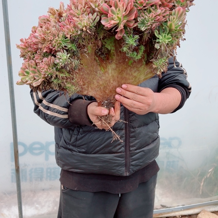 红袖醉话32号有瑕疵多肉法师