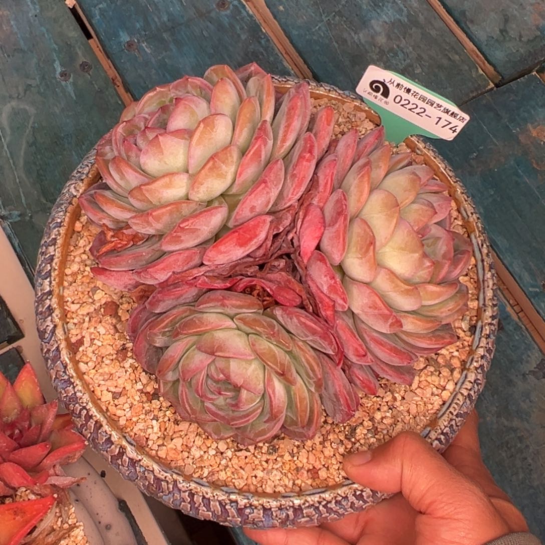 多肉一物一拍0222-174