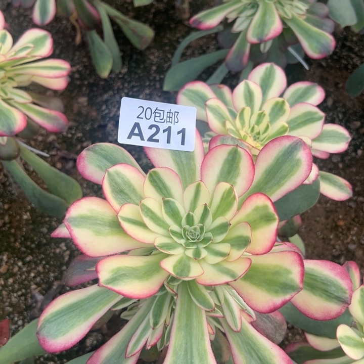多肉植物211不售后