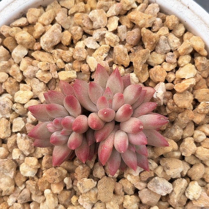 我是第一百个为妖刀应援滴