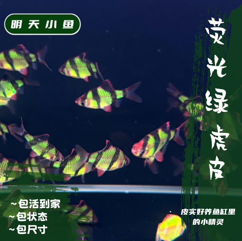 明天小鱼荧光绿虎皮鱼淡水热带鱼皮实好养