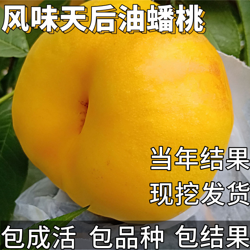 风味天后油蟠桃苗南北方耐寒特大号桃树果苗盆栽嫁接矮化当年结果
