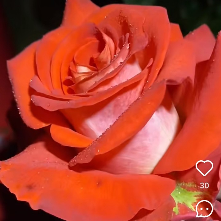 【马赛克】新品复色AB面橘红色大切花月季玫瑰庭院阳台花园地栽盆栽