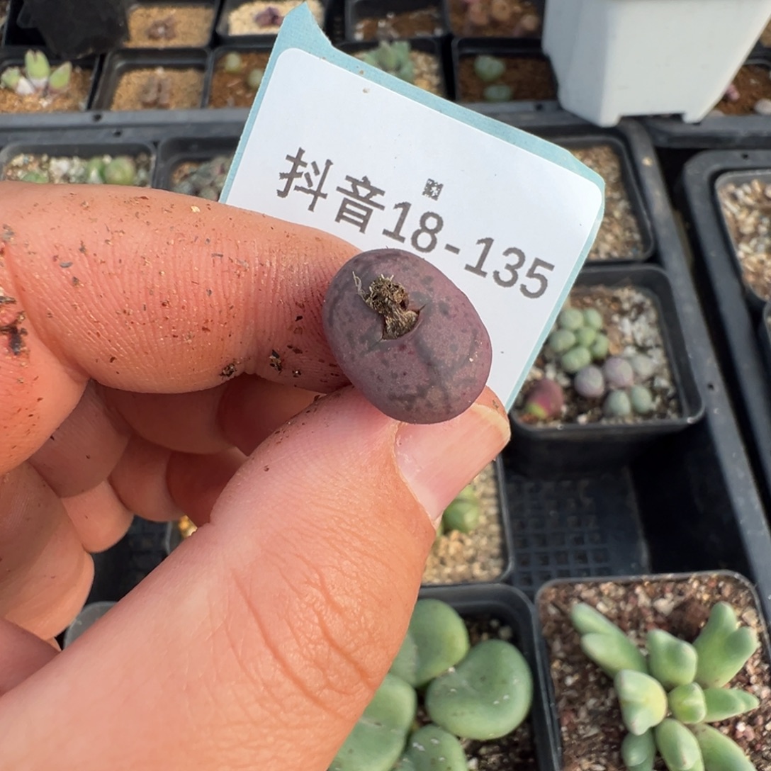 小***418-135肉锥多肉植物，